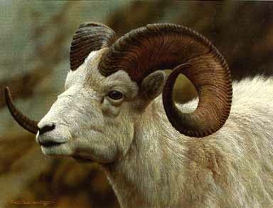 (image for) Handmade oil painting Copy paintings of famous artists Carl Brenders Paintings Dall Sheep Portrait